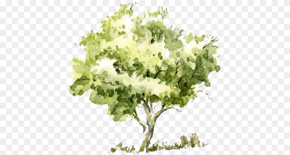 Watercolor Tree Transparent Tree Watercolor, Art, Oak, Painting, Plant Png