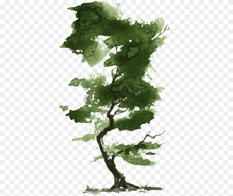 Watercolor Tree Tree Watercolor, Green, Plant, Sycamore, Oak Png