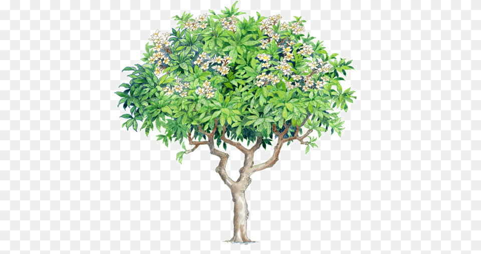 Watercolor Trees Plumeria Rubra Plumeria Tree Psd Plumeria Rubra, Vegetation, Herbal, Herbs, Plant Free Transparent Png