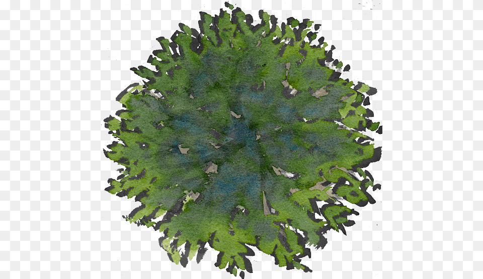 Watercolor Trees Plan Tree Photoshop, Leaf, Plant, Vegetation, Moss Free Transparent Png