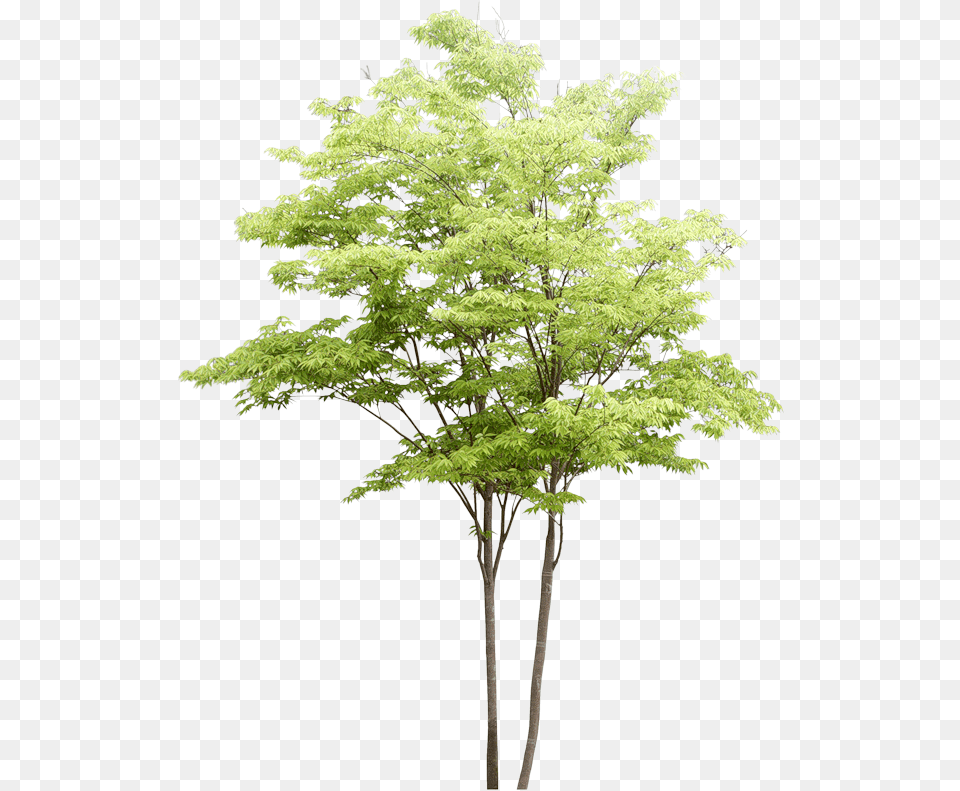 Watercolor Trees Tree For Architectural Rendering, Maple, Plant, Oak, Sycamore Free Transparent Png