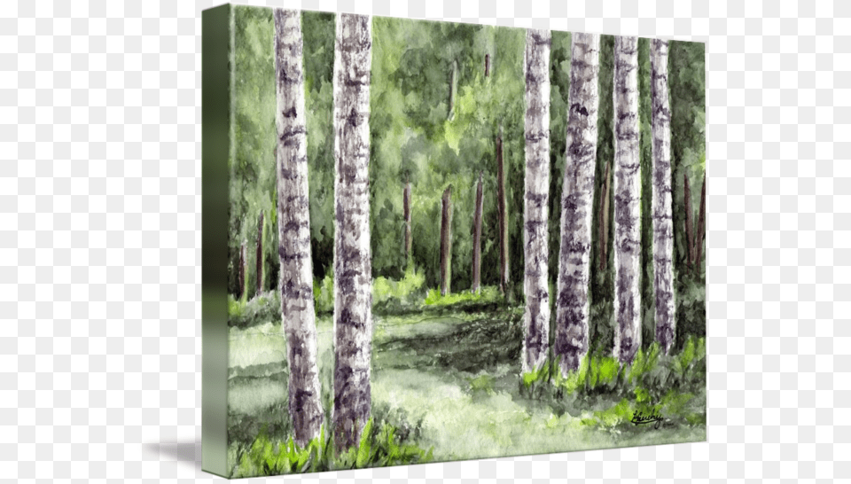Watercolor Trees Watercolor Birchtrees, Woodland, Vegetation, Plant, Outdoors Free Png Download