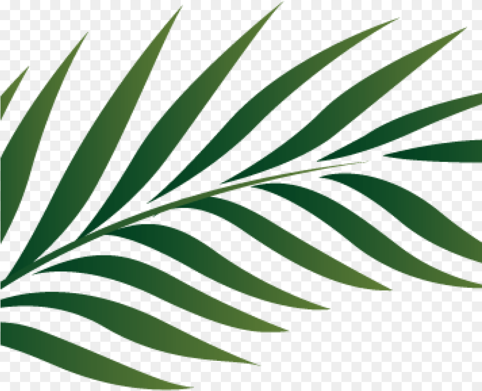 Watercolor Tropical Leaves, Leaf, Plant, Tree, Green Free Png