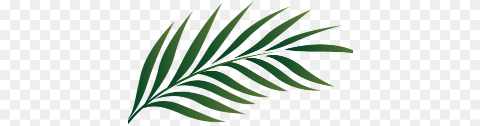 Watercolor Tropical Leaves Palm Tree Leaf Clipart, Plant, Green, Fern Free Transparent Png