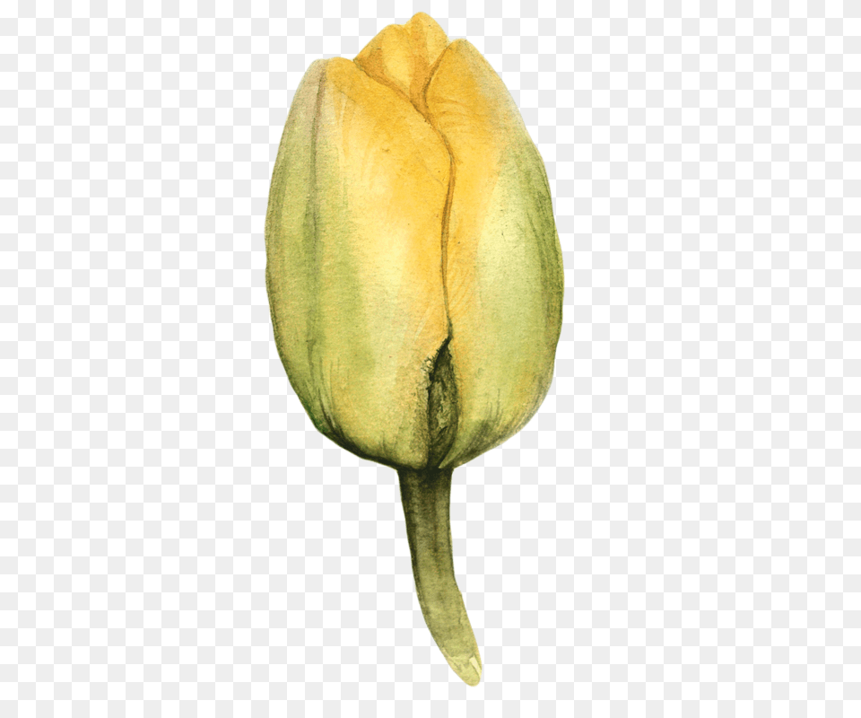 Watercolor Tulips Tulips In Watercolor, Bud, Flower, Plant, Sprout Png