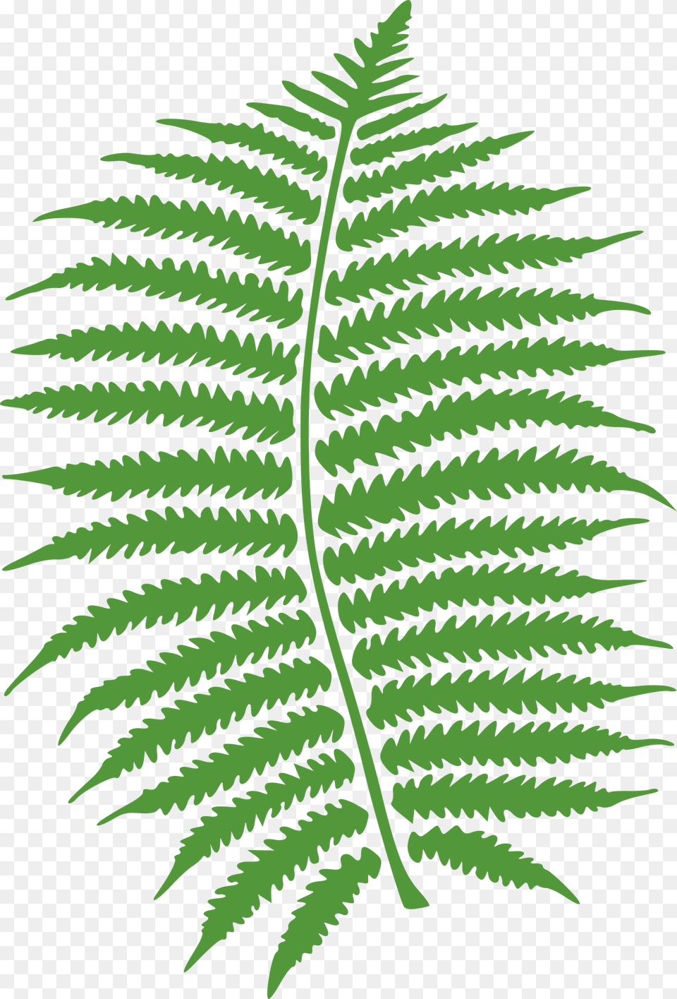 Watercolor Vector Fern Fern, Animal, Dinosaur, Plant, Reptile Free Transparent Png