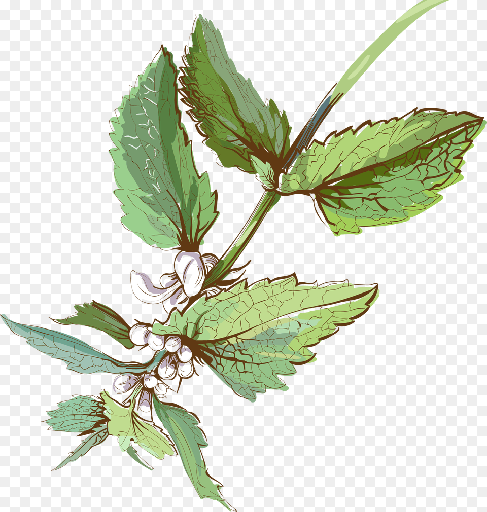 Watercolor Vector Herb Watercolour Herbs, Herbal, Leaf, Mint, Plant Png