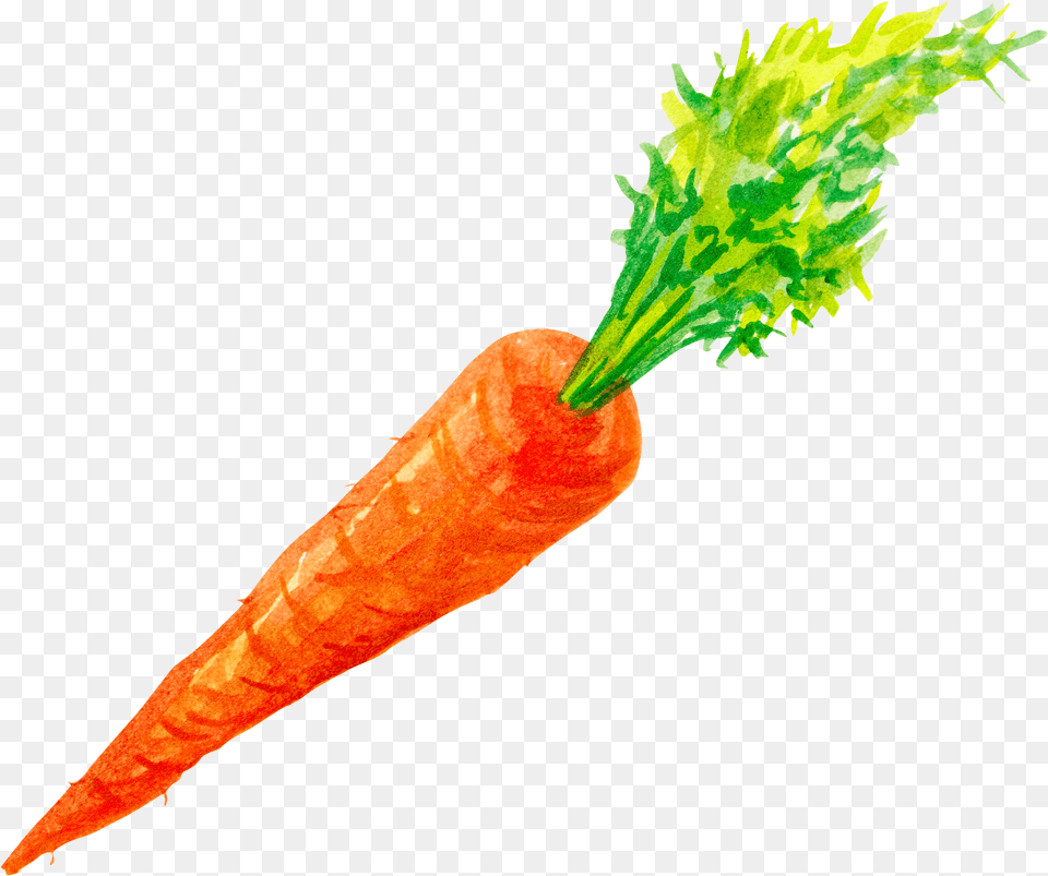 Watercolor Vector Transparent Stock Watercolor Carrot, Food, Plant, Produce, Vegetable Free Png Download