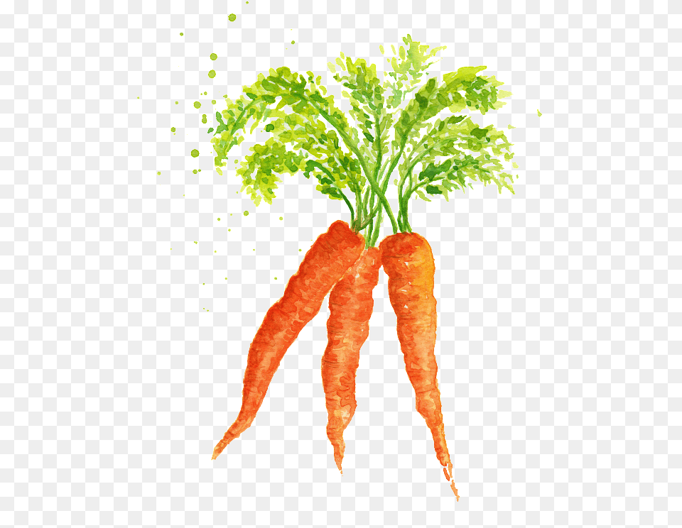 Watercolor Vegetables And Carrots Material Watercolor Vegetables, Carrot, Food, Plant, Produce Png