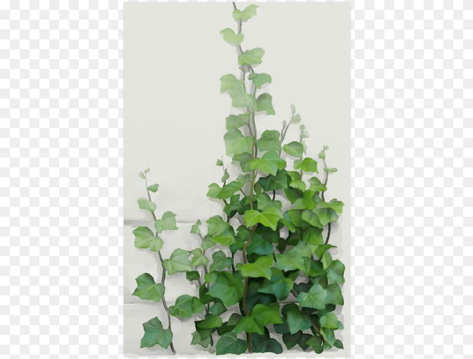 Watercolor Vines Climbing Plant Zoom Poster 23 X36 Watercolor Vine, Ivy, Leaf Free Transparent Png