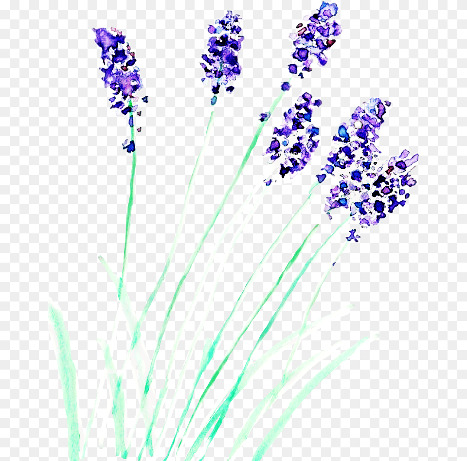 Watercolor Watercolorstickers Flower Lavender Freetoedit Watercolor Painting, Plant, Purple Free Png Download