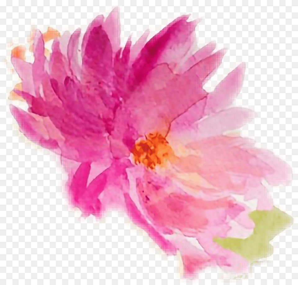 Watercolor Watercolours Flowers Chinese Peony, Dahlia, Flower, Petal, Plant Free Png