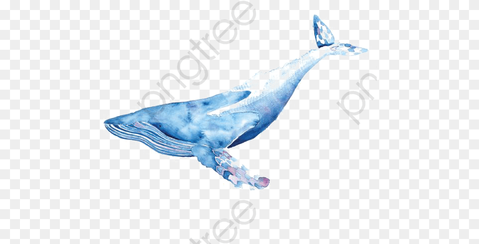 Watercolor Whale Clipart Blue Watercolor Whale, Animal, Mammal, Sea Life, Fish Png Image