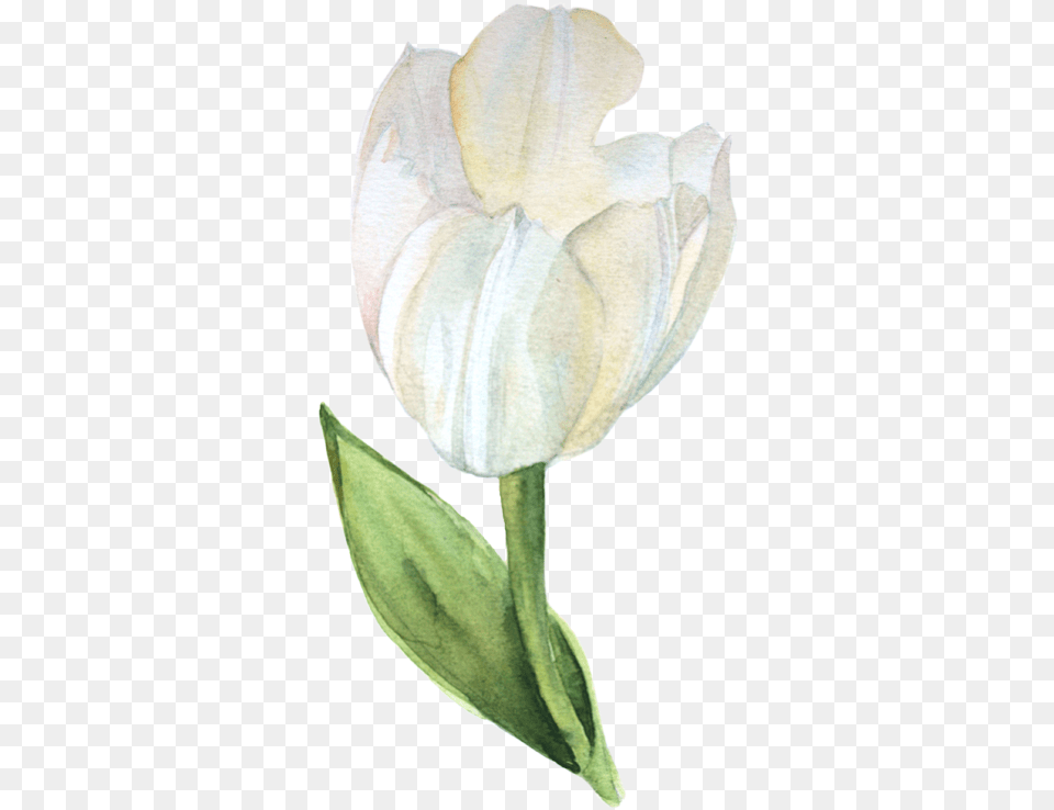 Watercolor White Flower, Petal, Plant, Tulip, Person Free Transparent Png