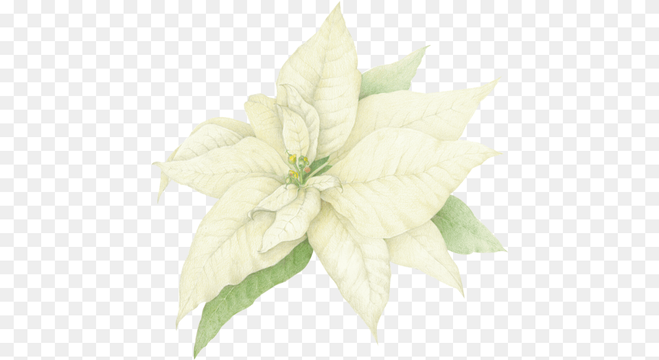 Watercolor White Poinsettia, Flower, Leaf, Plant, Petal Png