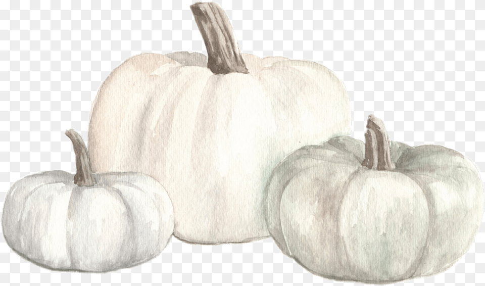 Watercolor White Pumpkins Fall Autumn Pumpkin, Food, Plant, Produce, Vegetable Png