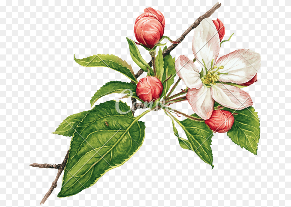 Watercolor With Apple Tree In Blossom, Flower, Leaf, Plant, Petal Free Png