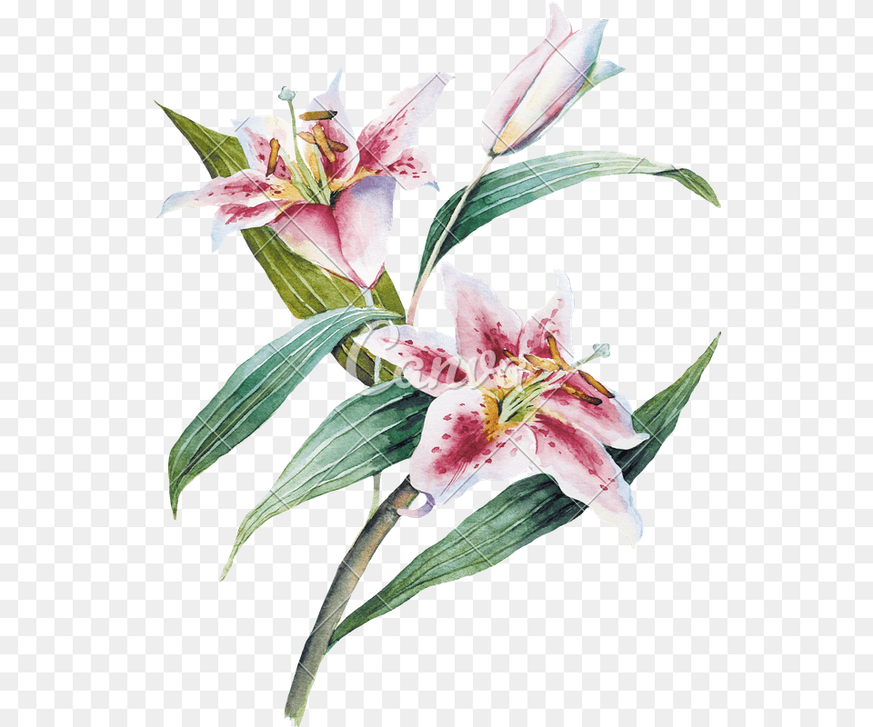 Watercolor With Lilia Flower, Plant, Lily, Petal Free Png
