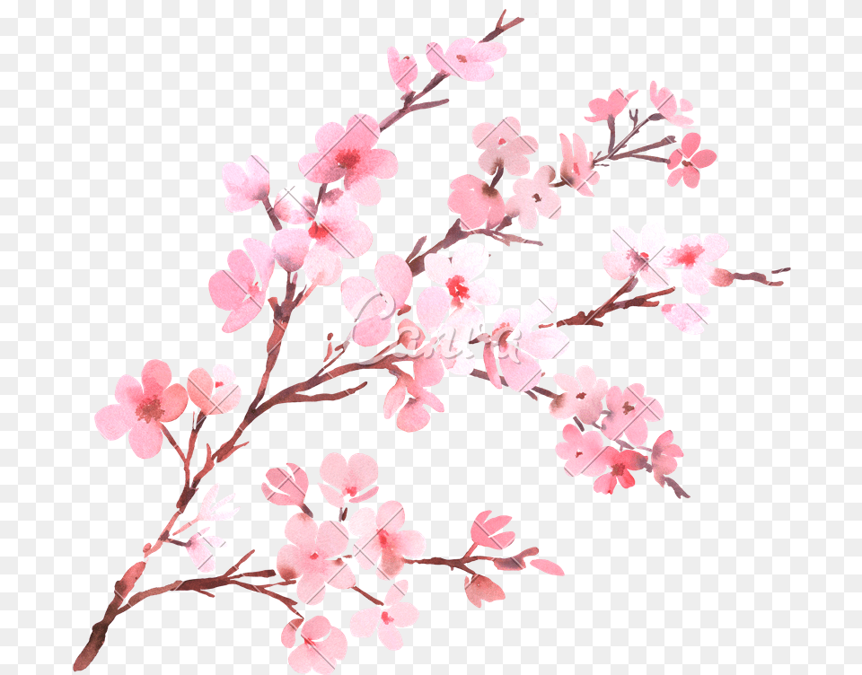 Watercolor With Spring Tree Branch In Blossom Cherry Blossom Background, Cherry Blossom, Flower, Plant Free Png Download
