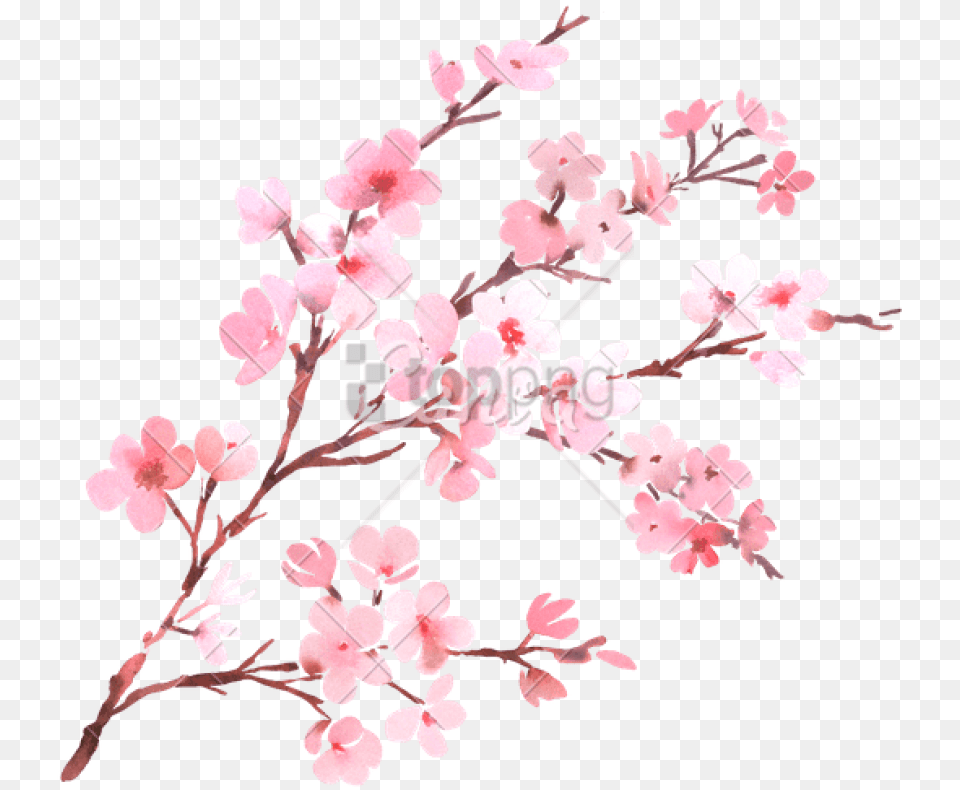 Watercolor With Spring Tree Branch In Blossom Cherry Blossom Transparent, Cherry Blossom, Flower, Plant Free Png Download