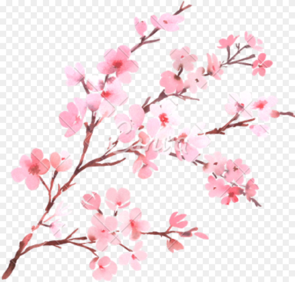 Watercolor With Spring Tree Branch In Blossom Watercolor Background Cherry Blossom, Flower, Plant, Cherry Blossom Free Png