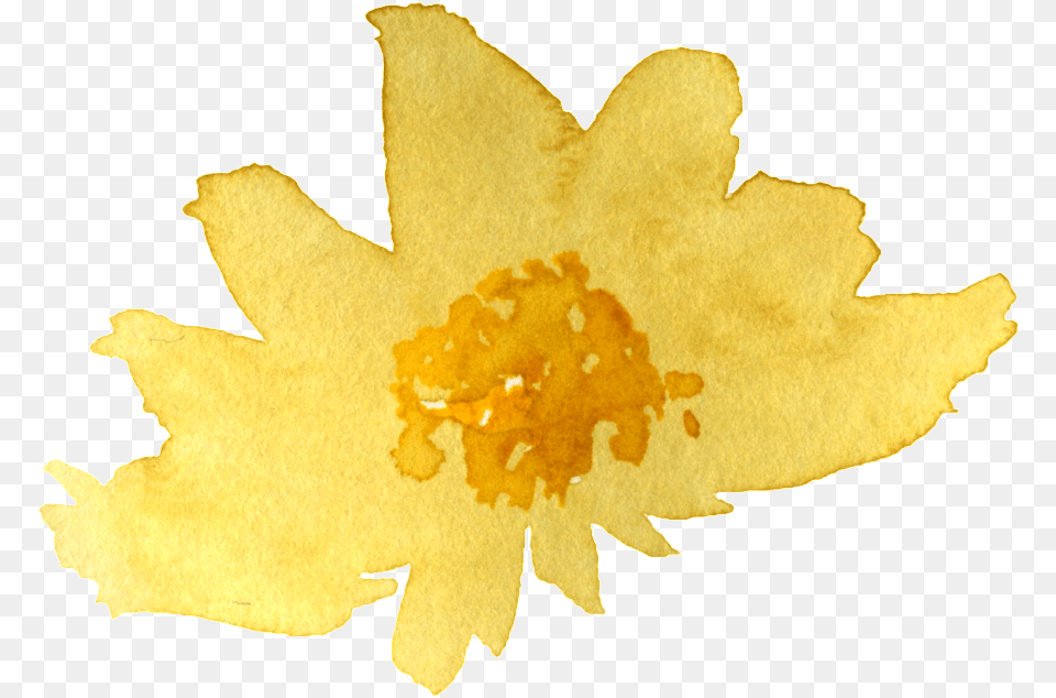 Watercolor Yellow Chrysanthemum Sacred Lotus, Anther, Daffodil, Flower, Leaf Png