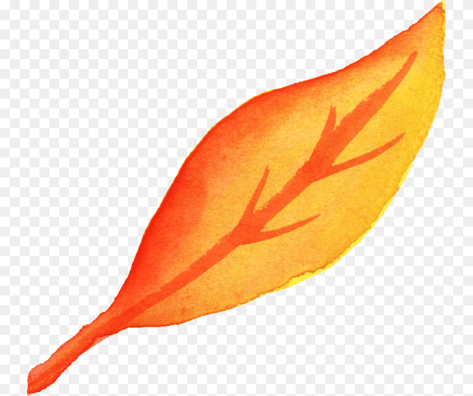 Watercolor Yellow Leaf Transparent Onlygfxcom Fall Watercolor Leaf, Plant, Flower, Petal Png Image