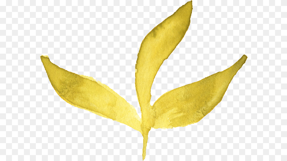 Watercolor Yellow Leaf Transparent Watercolor Yellow Leaf, Flower, Petal, Plant, Tree Free Png