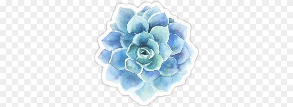 Watercolors Blue Tone Succulent Illustration Also Blue Flower Watercolor, Dahlia, Plant, Rose, Petal Png Image
