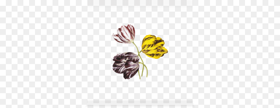 Watercolour By Caroline Maria Applebee England 19th Caroline Maria Applebee Tulipa Classics Masters Art, Flower, Petal, Plant, Painting Free Transparent Png