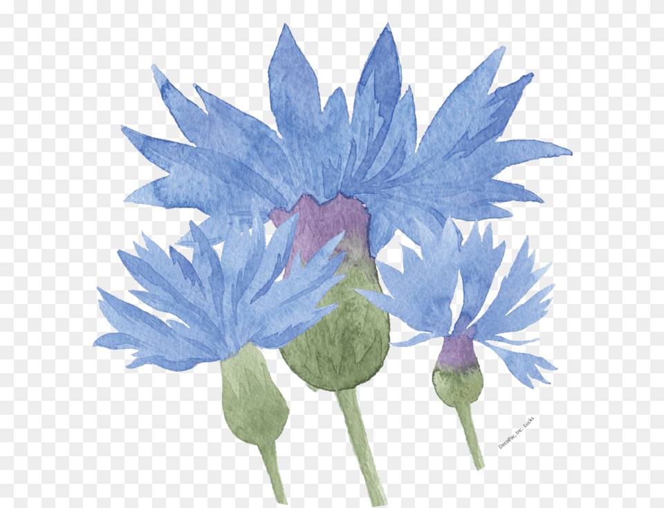 Watercolour Cornflower Image Floral Design, Plant, Daisy, Flower, Leaf Png