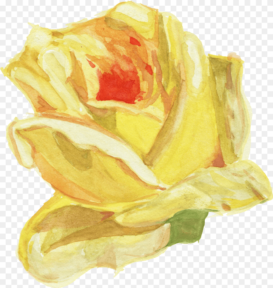 Watercolour Flower Library Stock Watercolor Fresh, Petal, Plant, Rose, Art Png Image
