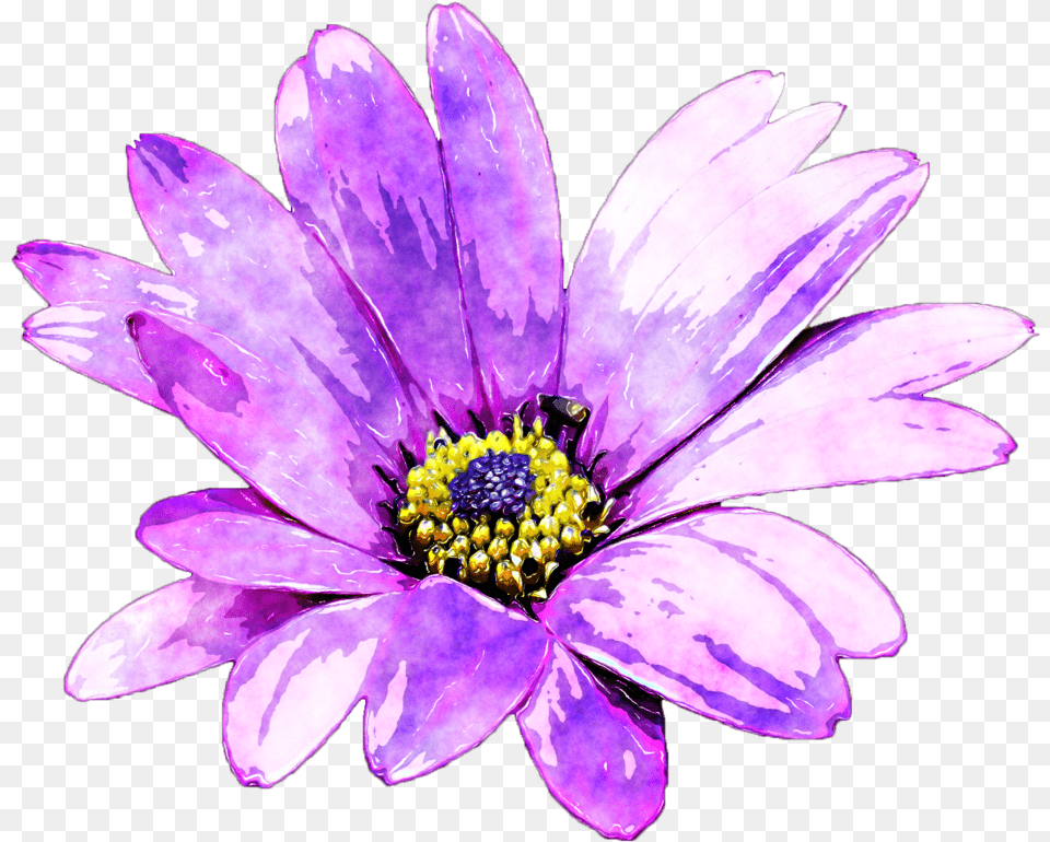 Watercolour Flower Image Stock Purple Flowers Watercolor, Daisy, Petal, Plant, Pollen Png