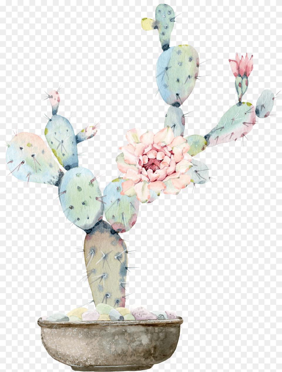 Watercolour Flowers Watercolor Painting Cactus, Kneeling, Person, Face, Head Png Image