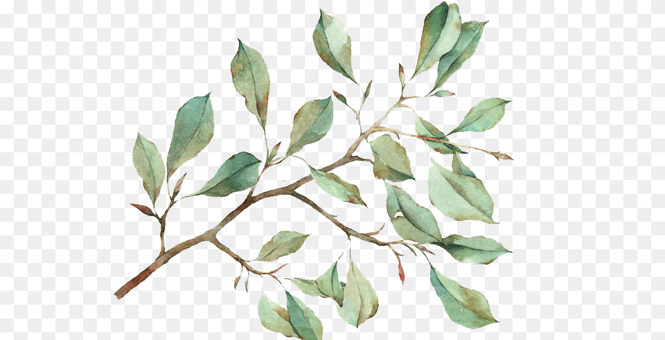 Watercolour Flowers Watercolor Painting Leaf Transparent Watercolor Leaves, Plant, Tree, Annonaceae Free Png Download