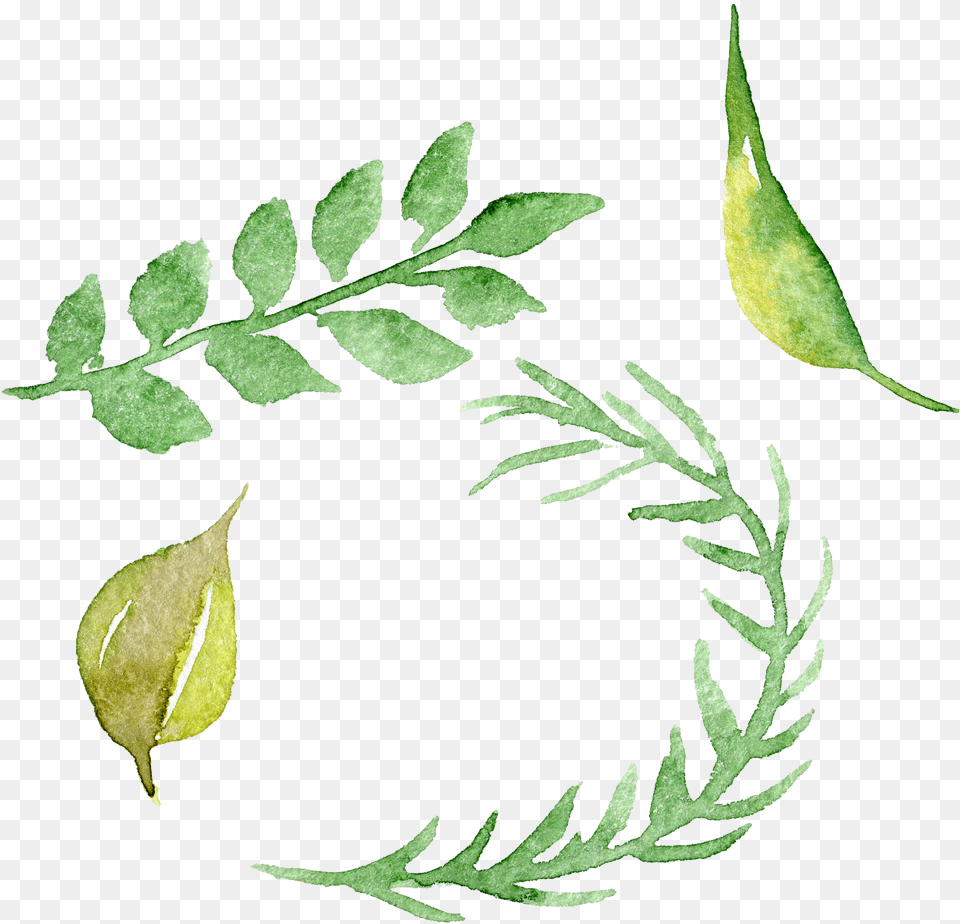 Watercolour Flowers Watercolor Painting Watercolour Green, Plant, Astragalus, Bud, Flower Png Image
