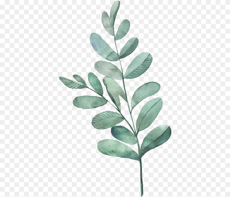 Watercolour Green Leaves Download Watercolor Leaves Transparent Background, Astragalus, Flower, Herbal, Herbs Png Image