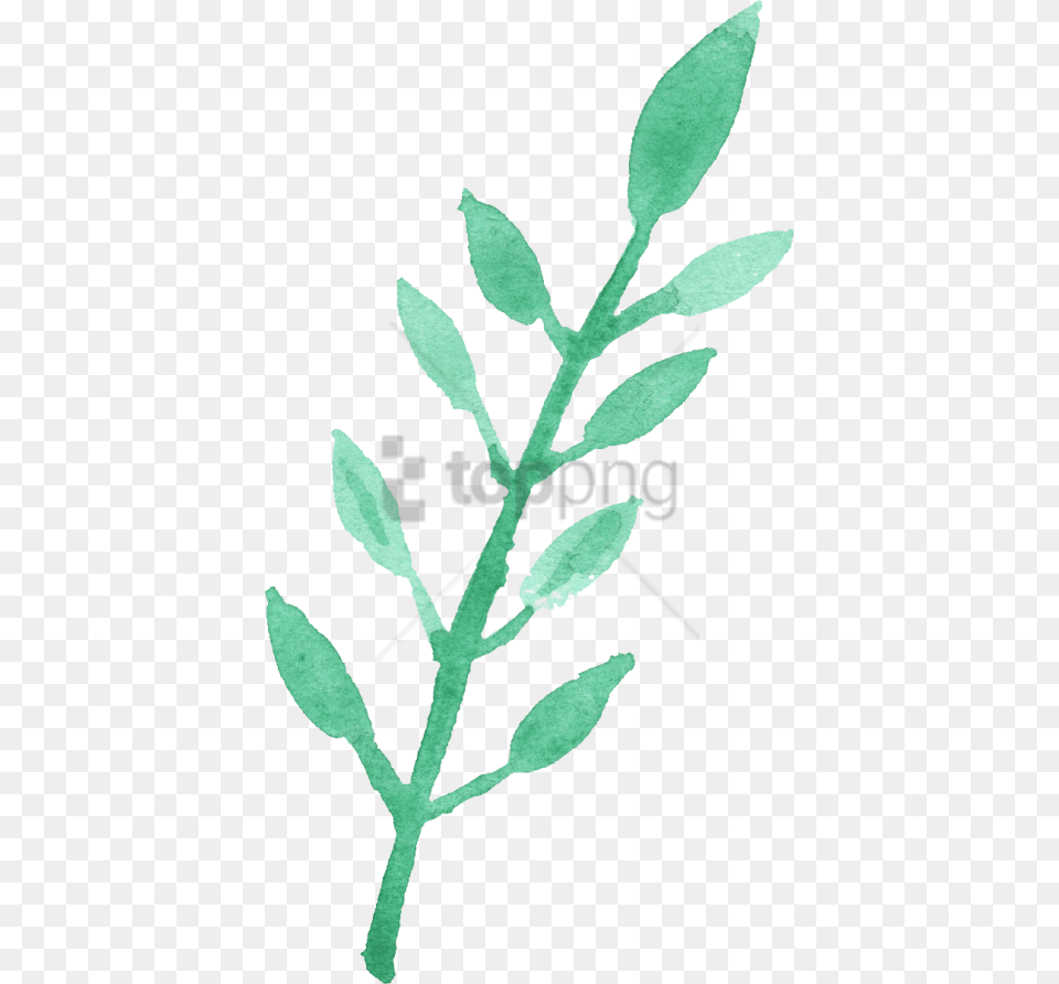 Watercolour Leaf Image With Watercolor Leaf Clip Art, Grass, Herbal, Herbs, Plant Free Transparent Png
