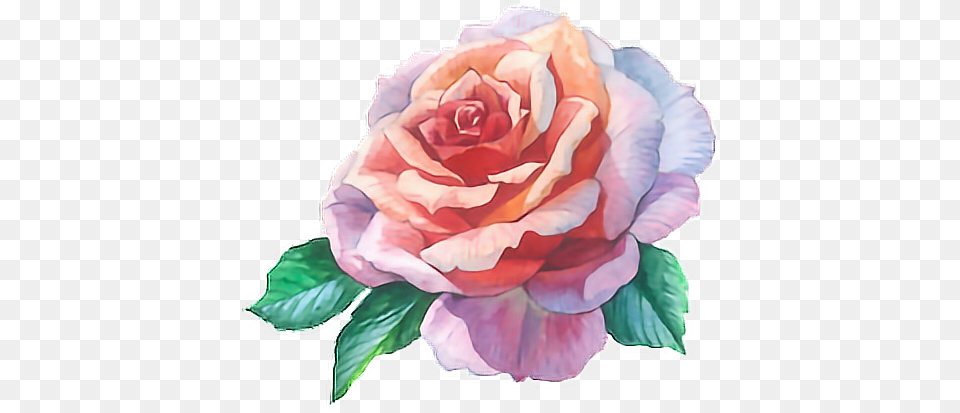 Watercolour Paint Watercolor Flower Watercolor Painting, Plant, Rose, Petal Free Transparent Png