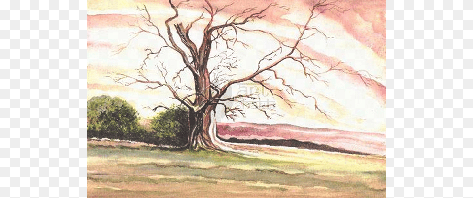 Watercolour Painting Old Tree Painting, Art, Plant Png