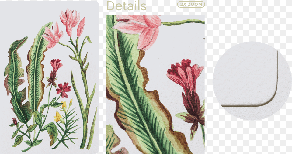 Watercolour Paper Gladiolus, Art, Pattern, Floral Design, Graphics Free Transparent Png