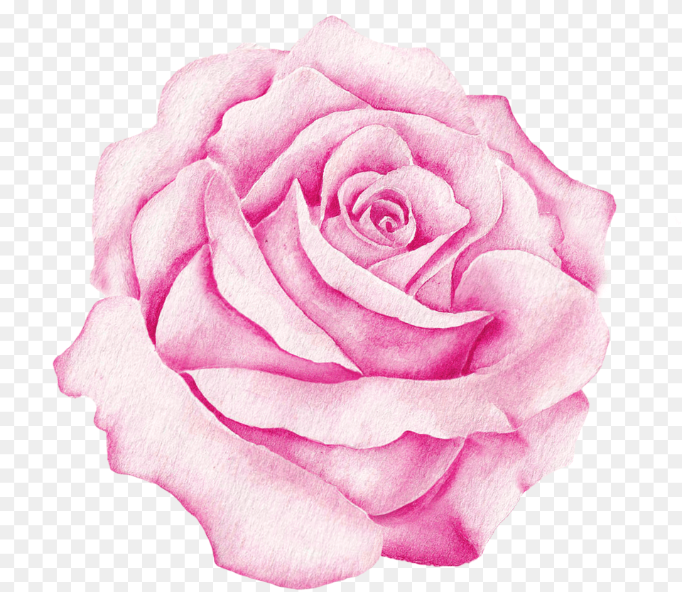 Watercolour Pink, Flower, Plant, Rose, Petal Png Image