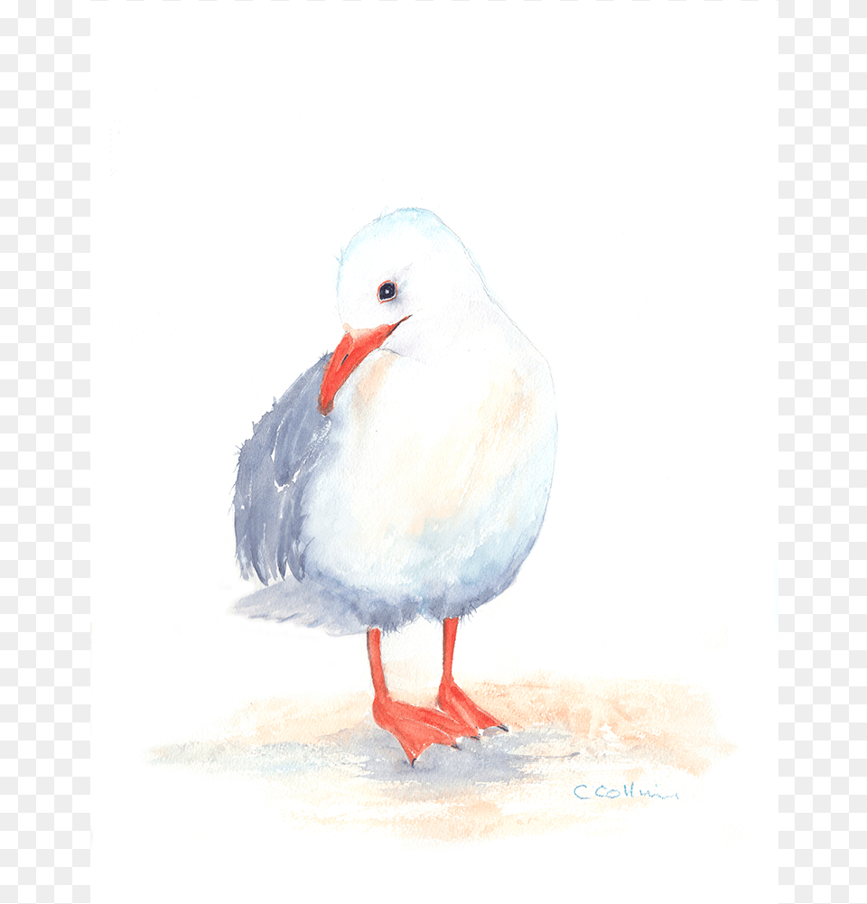 Watercolour Seagulls Seagull Watercolour One Of Three Framed Print Size, Animal, Beak, Bird, Waterfowl Png