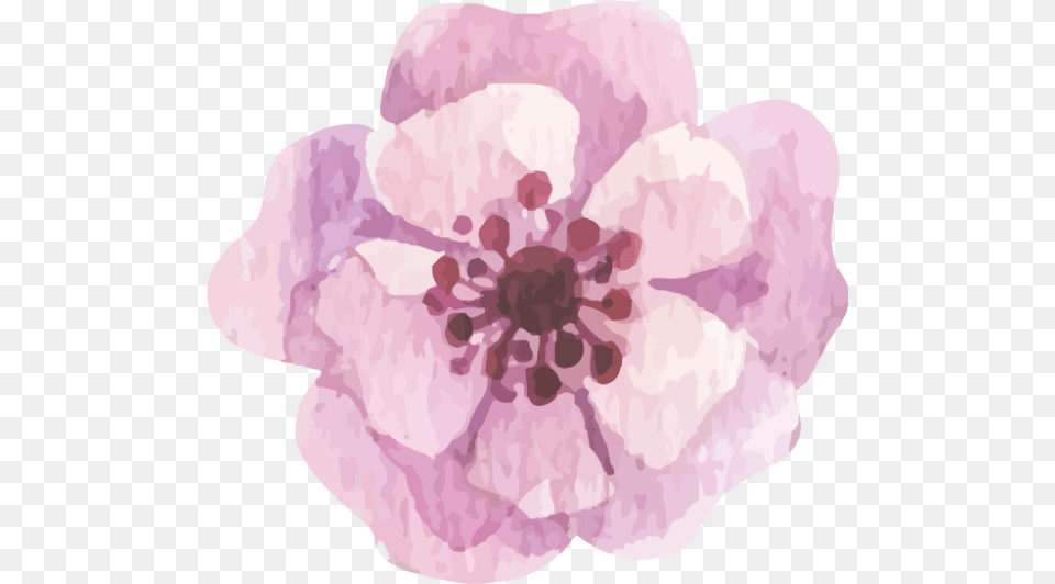 Watercolour Watercolor Flower Floral Anemone, Petal, Plant, Geranium, Cherry Blossom Free Transparent Png