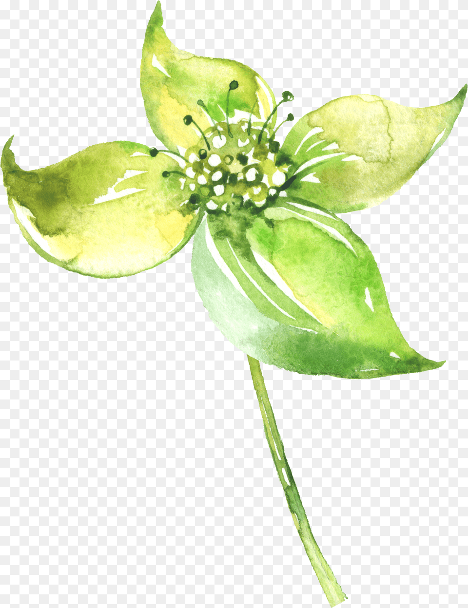 Watercolour Watercolor Painting, Flower, Anther, Leaf, Plant Png