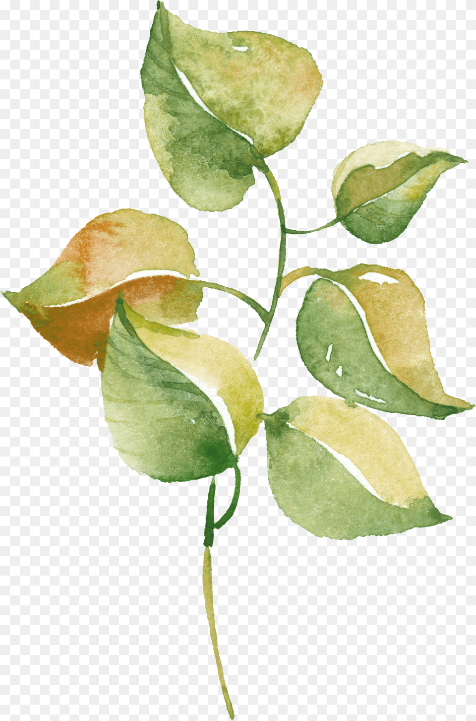 Watercolour Watercolor Watercolor, Herbal, Herbs, Leaf, Plant Free Png