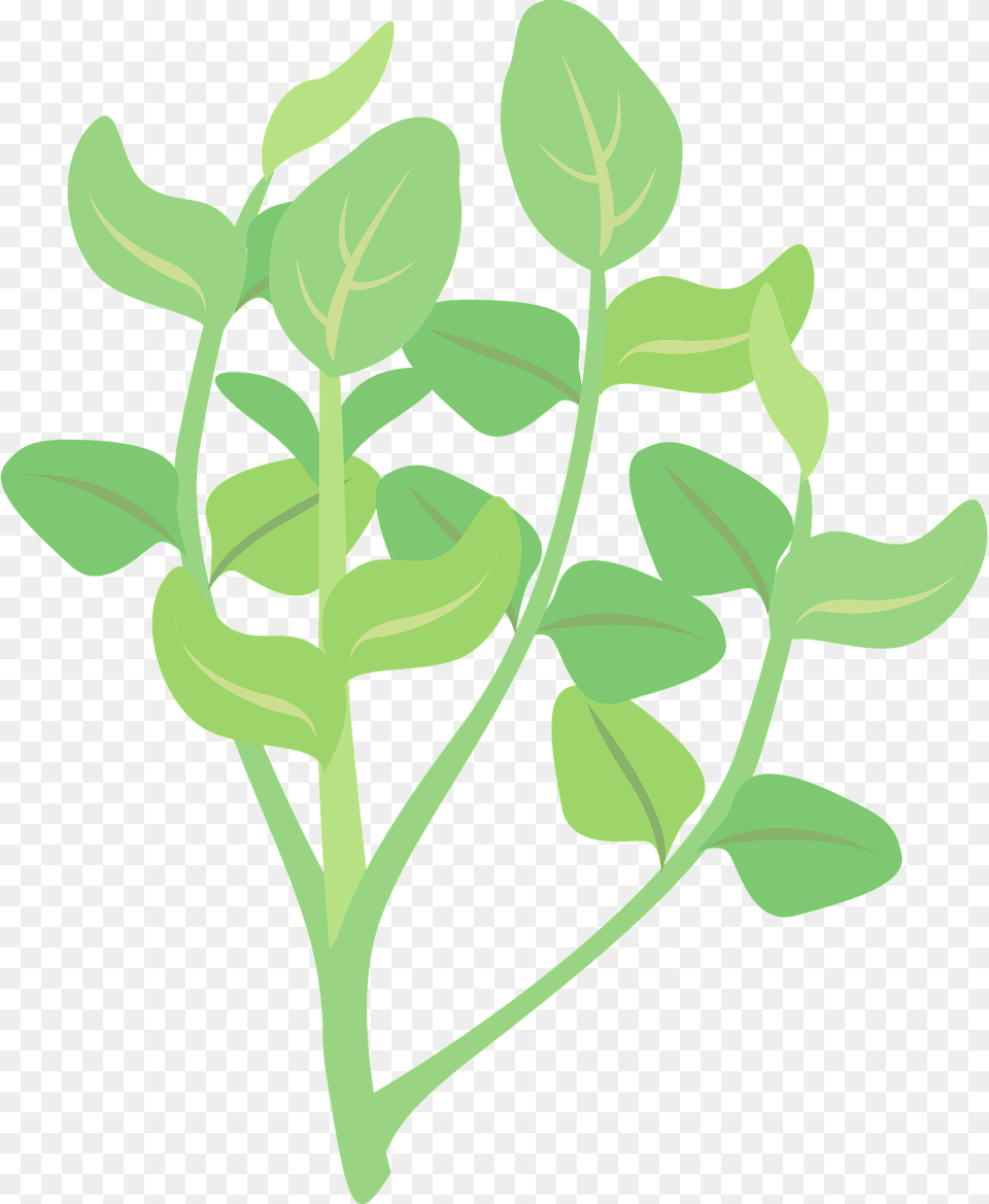 Watercress Plant Clipart, Leaf, Food, Leafy Green Vegetable, Produce Free Transparent Png