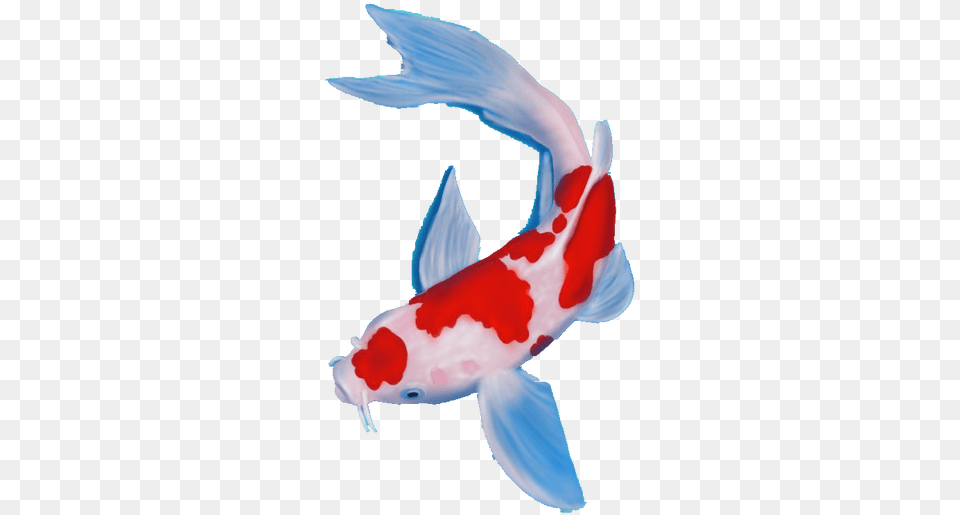 Waterfilter Koi, Animal, Sea Life, Carp, Fish Png