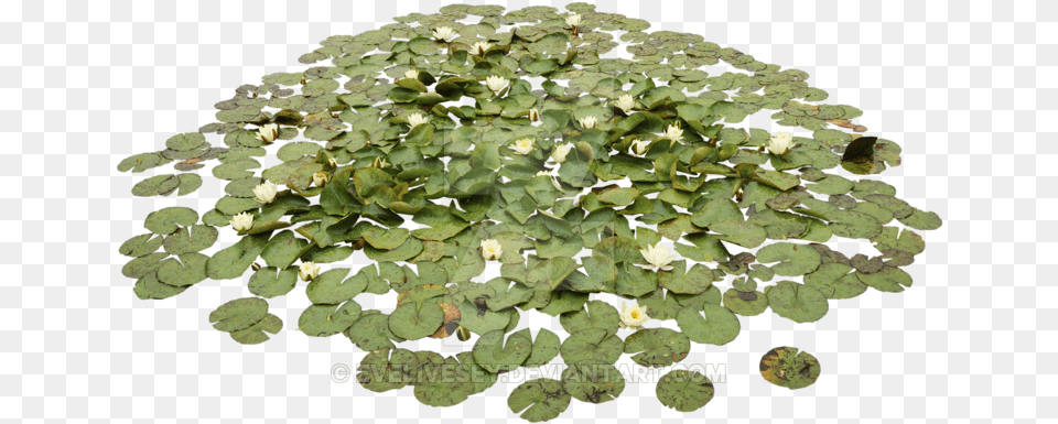 Waterlily Pond Water Plants, Flower, Nature, Outdoors, Plant Free Transparent Png