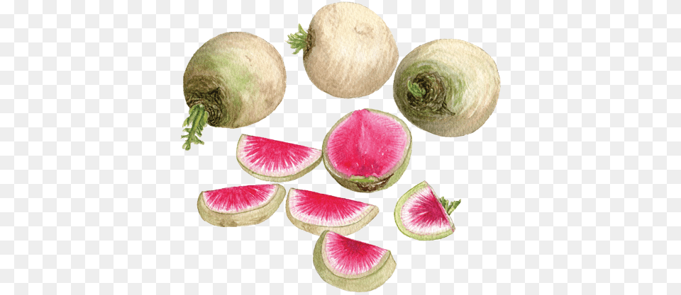 Watermelon Radish Watermelon Radish, Food, Produce, Plant, Turnip Free Transparent Png